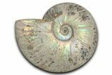 Silver Iridescent Ammonite (Cleoniceras) Fossil - Madagascar #345592-1